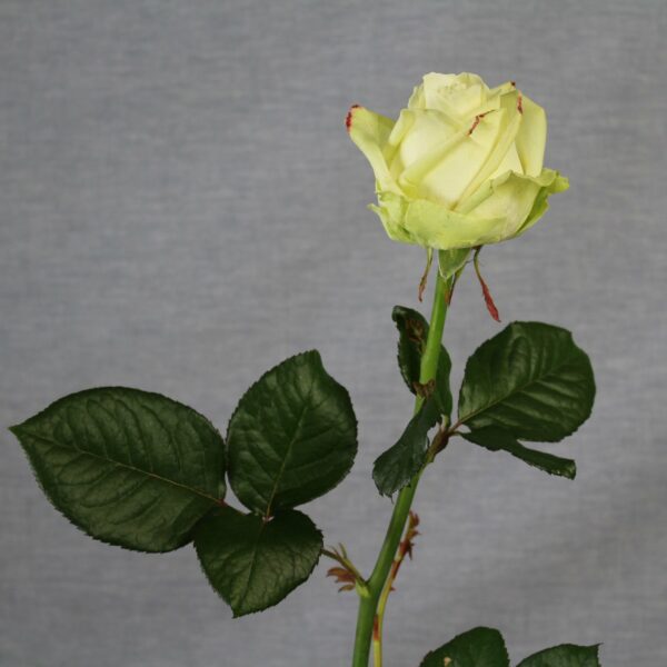 Rozen te koop per stuk - Afbeelding 3