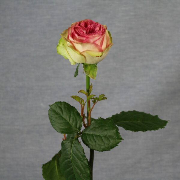 Rozen te koop per stuk - Afbeelding 2